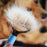 Double-Sided Pet Grooming Deshedding & Dematting Rake